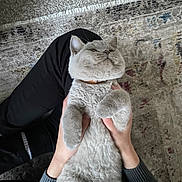 Nico is registered to the contest to win money with this photo: cat, gray_cat, fluffy, pet, animal, indoor, carpet, hands, cuddle, relaxed, cute, feline, paws, person, knees, sitting, cozy, home, domestic, soft