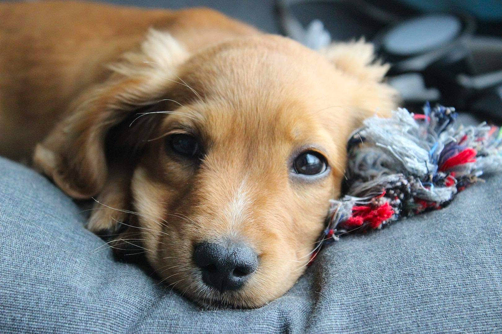 Tobby a rejoint le concours — aidez-le/la à gagner de superbes lots ! ball, canidae, carnivore, companion_dog, dog, dog_breed, dog_supply, fawn, flooring, fur, paw, pet_supply, retriever, snout, sporting_group, whiskers, working_animal