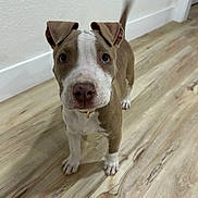 Millie joined the competition — help win amazing prizes! puppy, dog, brown, white, floor, wooden_floor, indoor, pet, young_dog, ears, tail, collar, curious, looking, canine, animal, domestic_animal, portrait, standing, closeup