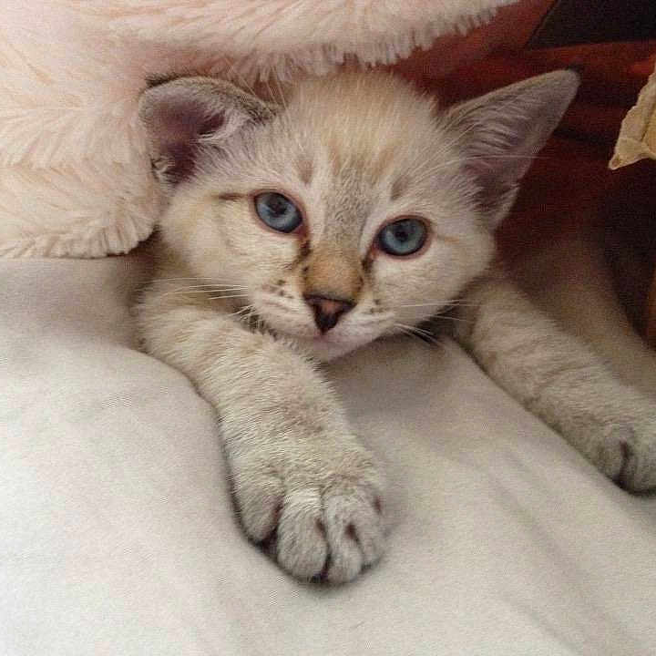 Luna Kolbaba