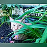 Oneex is registered to the contest to win money with this photo: cat, orange_cat, green_plants, garden, outdoor, curious, animal, pet, foliage, leaves, nature, hidden, eyes, cute, mammal, young_cat, closeup, plant, ground, daylight