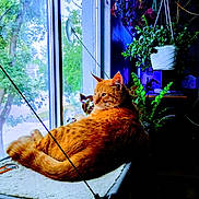 Oneex is registered to the contest to win money with this photo: cat, orange_cat, window, indoor, plants, hanging_plant, potted_plant, greenery, nature_outside, sunlight, cozy, pet, animal, resting, looking_out, feline, home, daylight, relaxing, interior