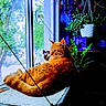 Oneex joined the competition — help win amazing prizes! cat, orange_tabby, window, plants, hanging_plant, indoor, sunlight, cozy, feline, resting, greenery, home, pet, nature_outside, daylight, relaxing, animal, fur, comfort, shade