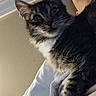 cat, tabby, person, indoor, white_shirt, arm, pet, feline, closeup, face, fur, relaxed, portrait, animal, cozy, home, light, whiskers, cute, domestic