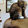 Bugaraha joined the competition — help win amazing prizes! cat, fluffy_tail, sitting, couch, indoor, mirror, decor, autumn_leaves, feline, pet, fur, striped, white_paw, home, cozy, portrait, animal, relaxed, cute, furniture