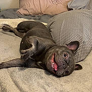 Mercedes is registered to the contest to win money with this photo: dog, puppy, french_bulldog, lying_down, upside_down, smiling, open_mouth, teeth, bed, bedroom, blanket, pillows, bedding, patterned_pillow, indoor, pet, brown_coat, cute, playful, portrait