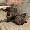 dog, puppy, french_bulldog, lying_down, upside_down, smiling, open_mouth, teeth, bed, bedroom, blanket, pillows, bedding, patterned_pillow, indoor, pet, brown_coat, cute, playful, portrait