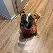 Dream is registered to the contest to win money with this photo: puppy, dog, pink_harness, wooden_floor, indoor, pet, canine, brown_dog, white_markings, looking_up, ears, flooring, door, shadow, animal, young_dog, domestic_animal, cute, small_dog, alert