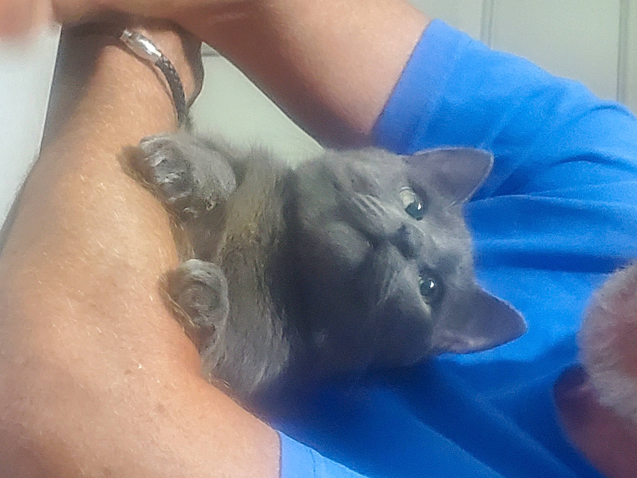 Jesse joined the competition — help win amazing prizes! canidae, carnivore, cat, chest, domestic_short_haired_cat, electric_blue, fawn, felidae, finger, foot, gesture, human_leg, nail, russian_blue, small_to_medium_sized_cats, snout, tail, temporary_tattoo, whiskers, wrist