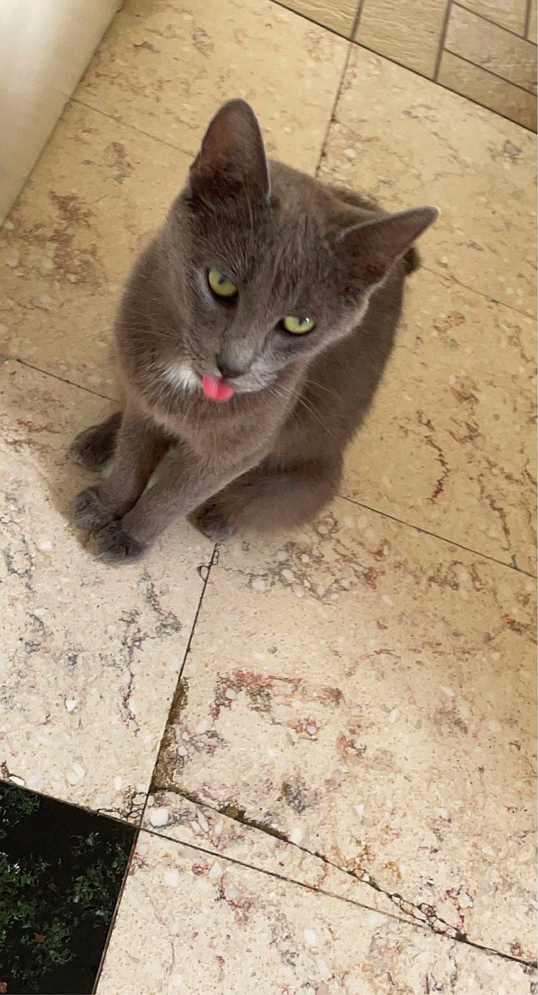 Mimoette participe au concours pour gagner de l'argent avec cette photo : black_cat, carnivore, cat, cat_toy, concrete, domestic_short_haired_cat, eye, felidae, flooring, fur, grey, paw, road_surface, russian_blue, small_to_medium_sized_cats, snout, tail, terrestrial_animal, tile_flooring, whiskers