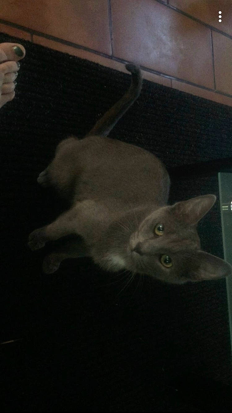 Mimoette participe au concours pour gagner de l'argent avec cette photo : british_shorthair, burmese, carnivore, cat, chartreux, fawn, felidae, kitten, korat, russian_blue, small_to_medium_sized_cats, tail, whiskers