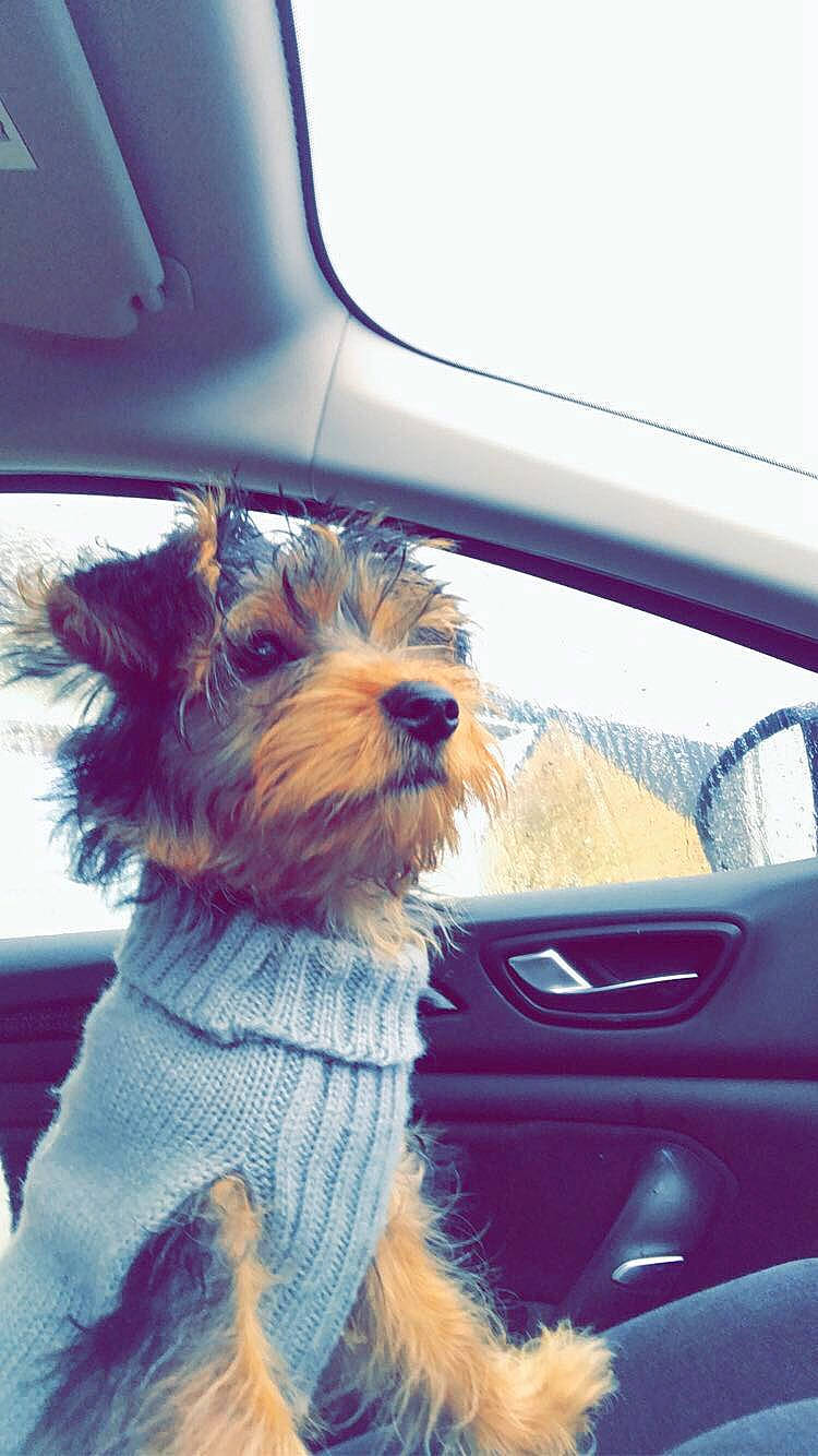 Pilou participe au concours pour gagner de l'argent avec cette photo : automotive_mirror, automotive_window_part, canidae, car, carnivore, dog, dog_breed, glass, miniature_schnauzer, morkie, small_terrier, snout, sunglasses, terrier, toy_dog, vehicle, vehicle_door, window, windshield, yorkshire_terrier