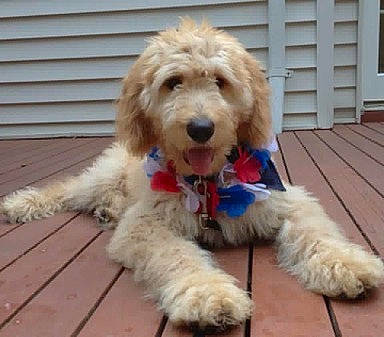 Chase is registered to the contest to win money with this photo: briquet_griffon_vendeen, canidae, carnivore, cockapoo, companion_dog, dog, dog_breed, goldendoodle, labradoodle, mammal, petit_basset_griffon_vendeen, poodle, poodle_crossbreed, puppy, rare_breed_dog, sapsali, sporting_group, standard_poodle, terrier, vertebrate