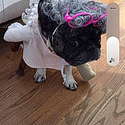Chanel is registered to the contest to win money with this photo: dog, french_bulldog, costume, wig, pink_glasses, accessory, hardwood_floor, flooring, indoor, pet, portrait, paw, eyes, cute, outfit, cabinet, furniture, phone_screenshot, gallery_thumbnails, user_interface