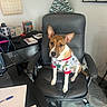 Ellie-Mae joined the competition — help win amazing prizes! dog, office_chair, sweater, christmas_tree_decoration, calendar, desk, books, pen, notebook, cables, indoor, floor, carpet, wall, decor, furniture, pet, brown_and_white, sitting, curious_expression