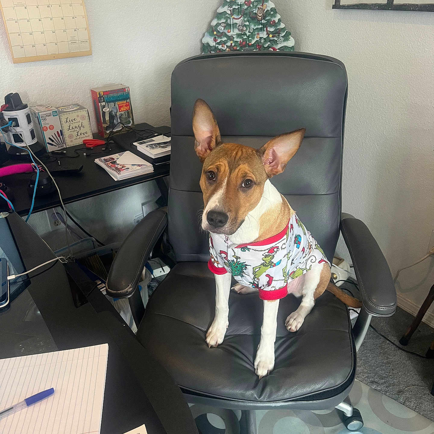 Ellie-Mae joined the competition — help win amazing prizes! dog, office_chair, sweater, christmas_tree_decoration, calendar, desk, books, pen, notebook, cables, indoor, floor, carpet, wall, decor, furniture, pet, brown_and_white, sitting, curious_expression
