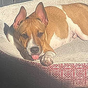 Ellie-Mae joined the competition — help win amazing prizes! dog, pet, bed, sunlight, relaxed, tongue_out, ears, brown_and_white, animal, cute, cozy, indoor, resting, canine, fur, paw, comfort, sleepy, domestic, laying_down