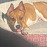dog, pet, bed, sunlight, relaxed, tongue_out, ears, brown_and_white, animal, cute, cozy, indoor, resting, canine, fur, paw, comfort, sleepy, domestic, laying_down