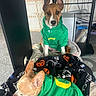 dog, puppy, green_hoodie, clothing, blanket, indoor, carpet, pet, sitting, lying_down, brown_dog, tan_dog, ears, face, cute, cozy, decor, skeleton_pattern, pumpkin_pattern, resting