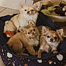 dog, chihuahua, puppy, pet_bed, toys, indoor, animal, cute, small_dog, fur, ears, snuggling, looking_at_camera, cozy, basket, floor, tile_floor, domestic_animal, playful, resting