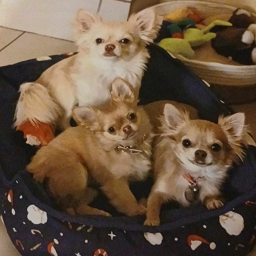 Praline a rejoint le concours — aidez-le/la à gagner de superbes lots ! dog, chihuahua, puppy, pet_bed, toys, indoor, animal, cute, small_dog, fur, ears, snuggling, looking_at_camera, cozy, basket, floor, tile_floor, domestic_animal, playful, resting
