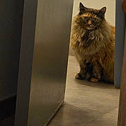 Maya participe au concours pour gagner de l'argent avec cette photo : animal, calm, cat, cozy, curiosity, curious, domestic, feline, floor, fluffy, home, indoor, looking, mystery, pet, quiet, sitting, tortoiseshell, wall, wide_eyes
