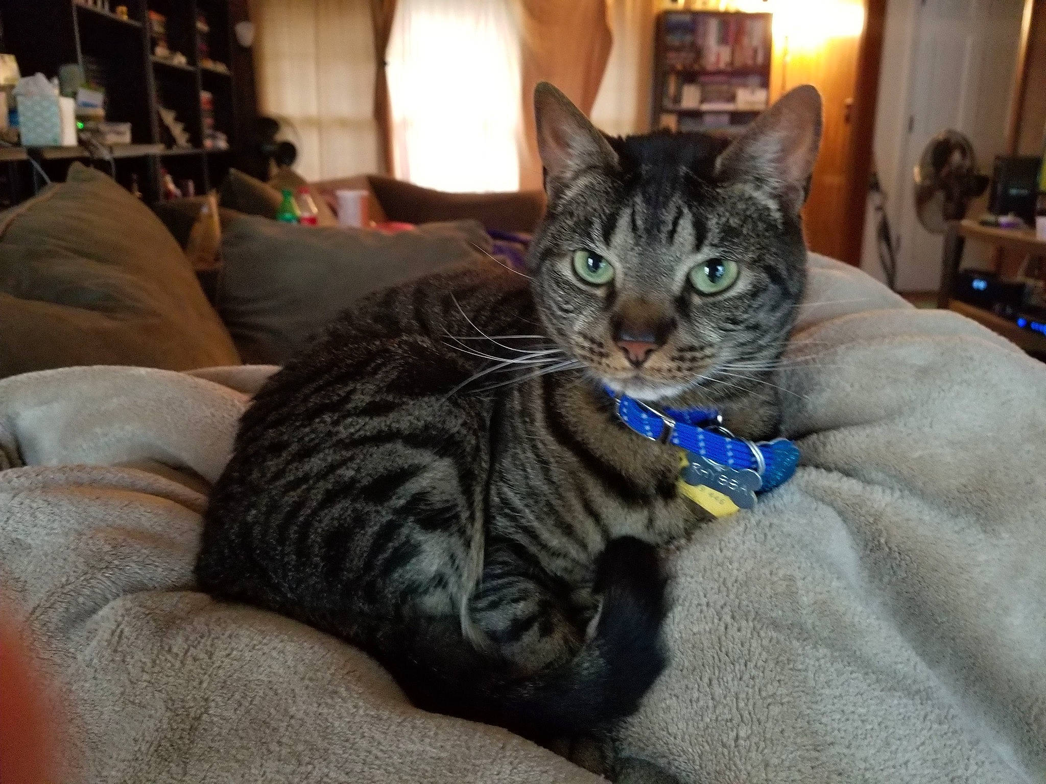 Rhyssa joined the competition — help win amazing prizes! american_shorthair, asian, australian_mist, bengal, california_spangled, carnivore, cat, domestic_short_haired_cat, dragon_li, european_shorthair, eye, felidae, fur, german_rex, mammal, ojos_azules, small_to_medium_sized_cats, tabby_cat, vertebrate, whiskers