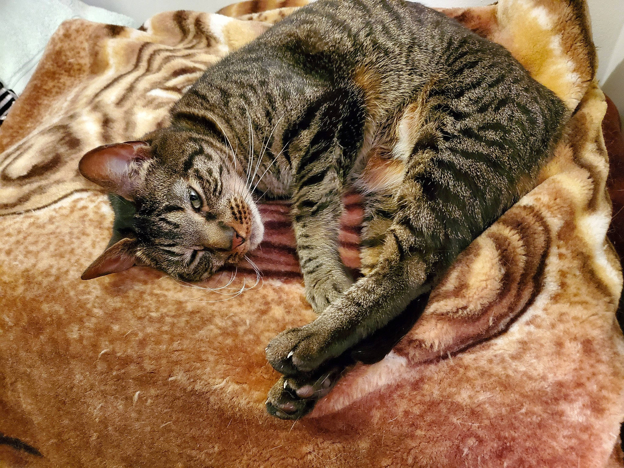 Rhyssa is registered to the contest to win money with this photo: asian, bengal, california_spangled, carnivore, cat, domestic_short_haired_cat, dragon_li, european_shorthair, felidae, fur, kitten, mammal, ocicat, pixie_bob, small_to_medium_sized_cats, snout, tabby_cat, toyger, vertebrate, whiskers