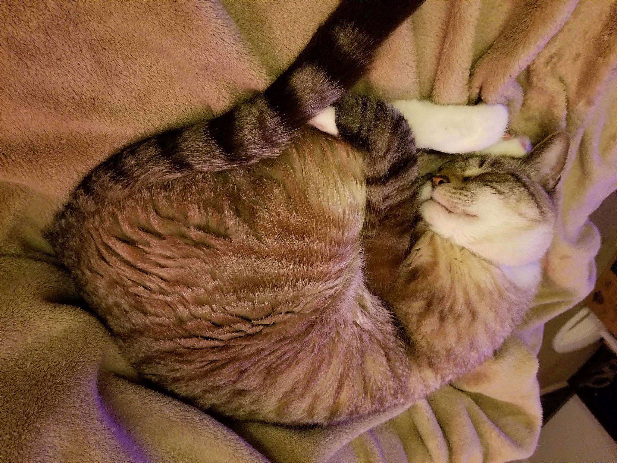 Mr Pibbs is registered to the contest to win money with this photo: cat, claw, fawn, felidae, fur, hand, small_to_medium_sized_cats, tabby_cat, tail