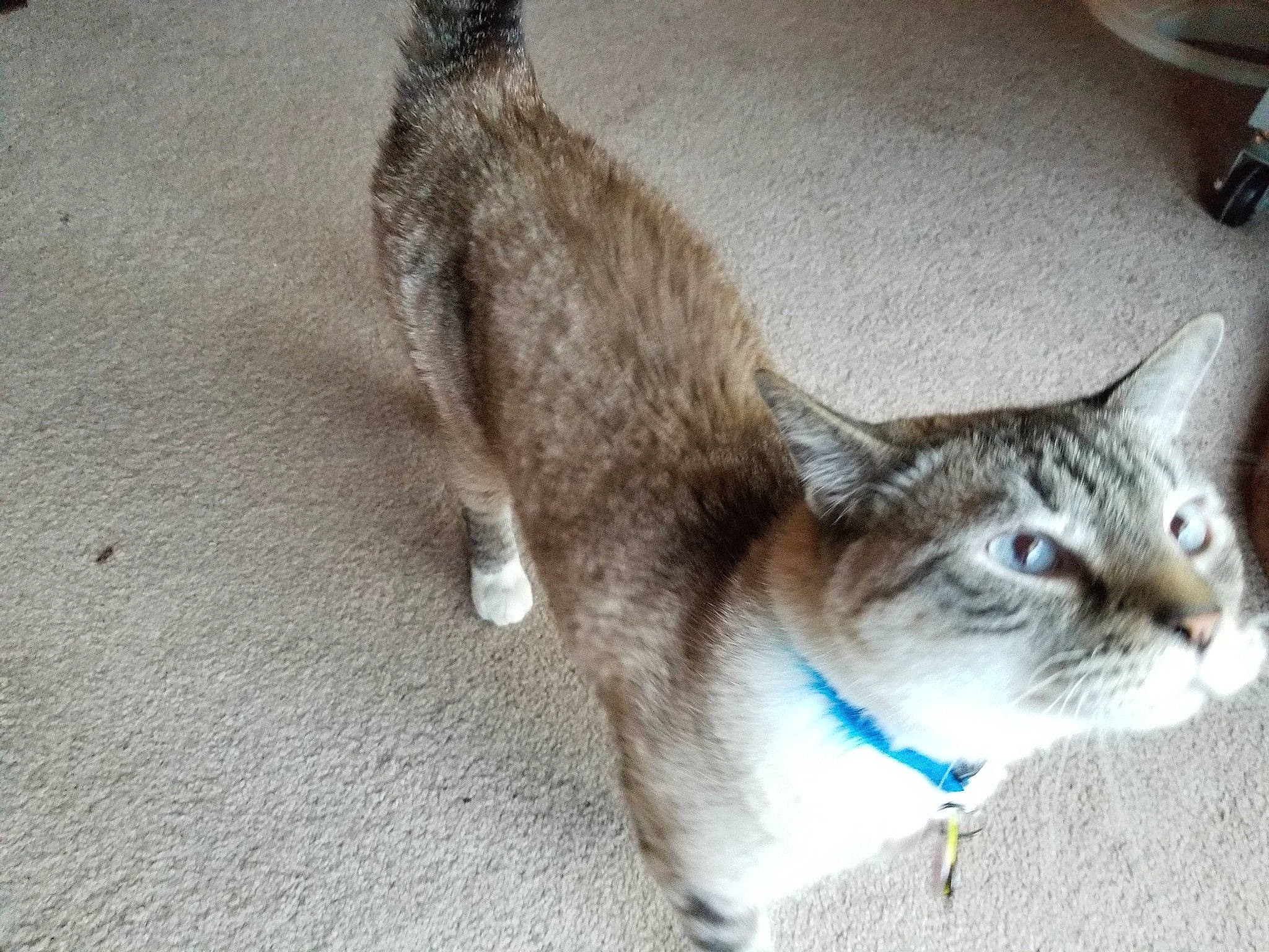 Mr Pibbs is registered to the contest to win money with this photo: aegean_cat, american_wirehair, asian, australian_mist, carnivore, cat, domestic_short_haired_cat, european_shorthair, fawn, felidae, kitten, mammal, munchkin, ojos_azules, singapura, small_to_medium_sized_cats, tabby_cat, tail, vertebrate, whiskers