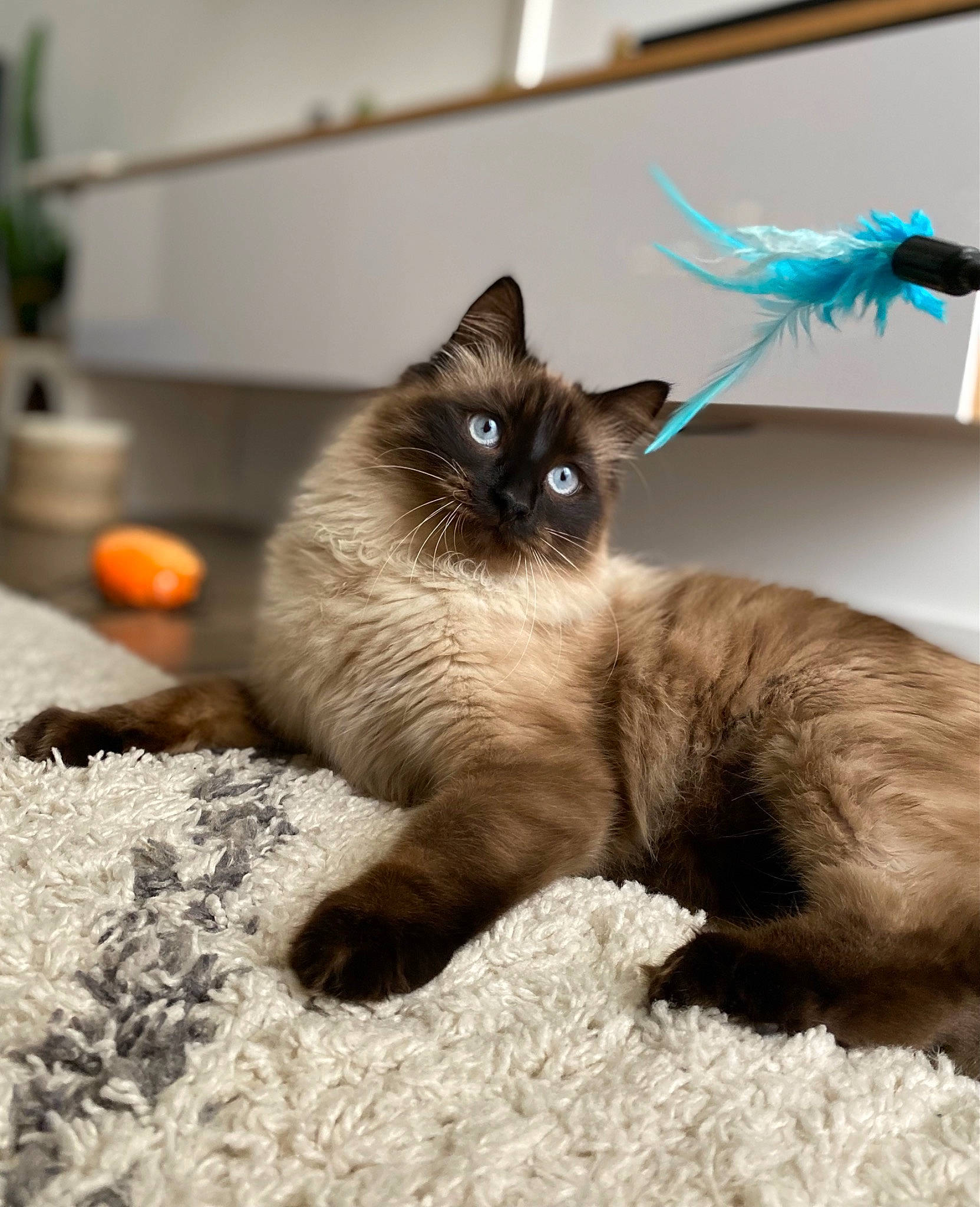 Joy a rejoint le concours — aidez-le/la à gagner de superbes lots ! balinese, birman, carnivore, cat, claw, fawn, felidae, flooring, flowerpot, fur, houseplant, mammal, plant, siamese, small_to_medium_sized_cats, snout, tail, thai, vertebrate, whiskers