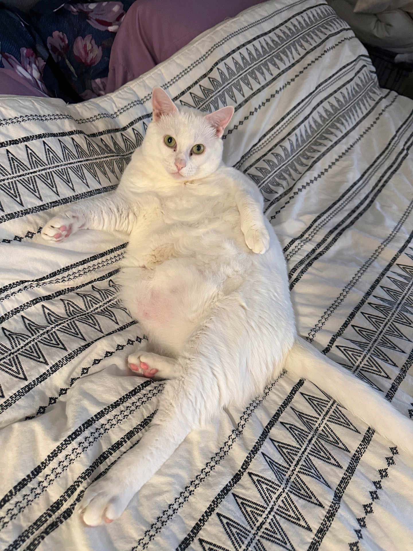 Dash joined the competition — help win amazing prizes! cat, white_cat, pet, animal, feline, relaxed, lying_down, bed, blanket, pattern, indoor, cute, fluffy, pink_paw_pads, looking_at_camera, domestic_cat, cozy, resting, fur, whiskers