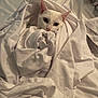 cat, white_cat, bed, bedding, sheet, blanket, indoor, pet, animal, fur, cute, cozy, resting, curious, whiskers, ears, face, sleepy, comfort, home