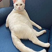 Dash is registered to the contest to win money with this photo: cat, white_cat, feline, pet, animal, indoor, blue_chair, relaxing, lounge, fur, tail, ears, whiskers, sitting, looking, domestic_cat, cute, comfortable, home, furniture