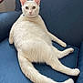 cat, white_cat, feline, pet, animal, indoor, blue_chair, relaxing, lounge, fur, tail, ears, whiskers, sitting, looking, domestic_cat, cute, comfortable, home, furniture