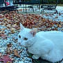 Dash is registered to the contest to win money with this photo: white_cat, cat, outdoor, autumn_leaves, gravel, green_eyes, collar, leash, patio, metal_chair, table, nature, fall, animal, pet, curious, sitting, closeup, daylight, quiet