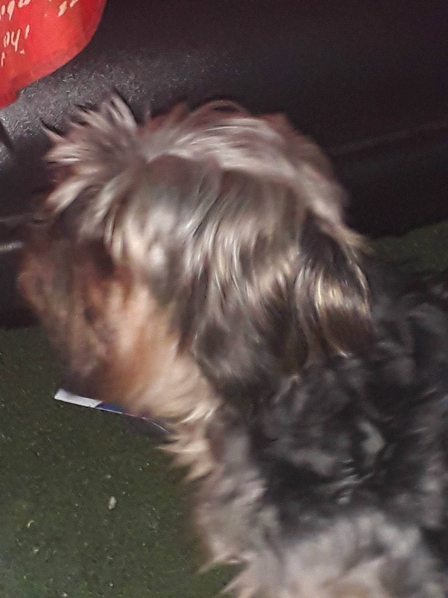 Tommy a rejoint le concours — aidez-le/la à gagner de superbes lots ! bolonka, canidae, carnivore, dog, dog_breed, ear, irish_soft_coated_wheaten_terrier, lhasa_apso, liver, miniature_schnauzer, morkie, puppy, schnauzer, schnoodle, shih_tzu, small_terrier, terrier, tibetan_terrier, toy_dog, yorkshire_terrier