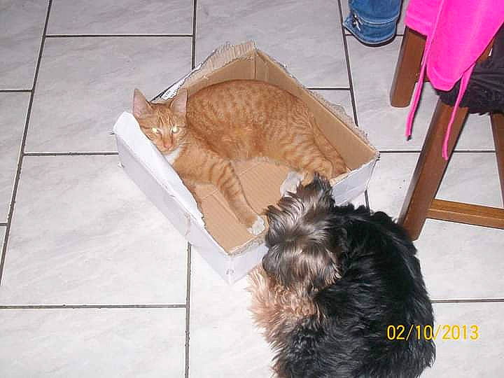 Tommy a rejoint le concours — aidez-le/la à gagner de superbes lots ! canidae, carnivore, companion_dog, dog, dog_breed, floor, fur, scottish_terrier, skin, tail, terrier