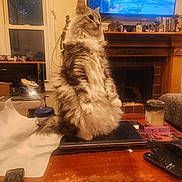 Mozart joined the competition — help win amazing prizes! candle, cat, cozy, decor, fireplace, fluffy, furniture, household_items, indoor, laptop, living_room, paper_towel, pet, relaxed, remote_control, sitting, table, television, window, wooden_table