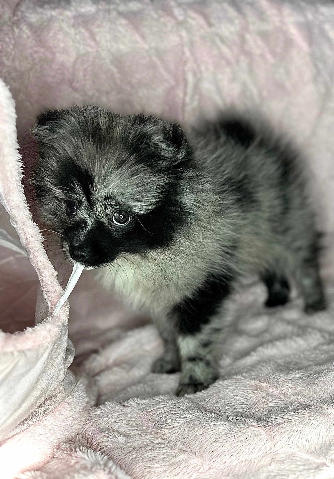 Love a rejoint le concours — aidez-le/la à gagner de superbes lots ! puppy, dog, fluffy, black_and_gray, playful, fabric, blanket, soft, cute, pet, indoor, cozy, fur, young, animal, small, ears, eyes, snout, cuddly