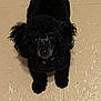 Bentley is registered to the contest to win money with this photo: dog, black_dog, curly_fur, pet, floor, looking_up, tail, indoor, animal, canine, small_dog, cute, fur, eyes, collar, playful, tile_floor, companion, domestic_animal, waiting