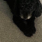 Bentley is registered to the contest to win money with this photo: dog, black_dog, curly_fur, pet, indoor, couch, furniture, lying_down, animal, canine, resting, home, cozy, texture, fabric, small_dog, dark, fur, companion, relaxed