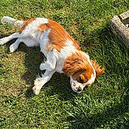 Arya a rejoint le concours — aidez-le/la à gagner de superbes lots ! animal, brown_and_white, canine, cavalier_king_charles_spaniel, closeup, daylight, dog, ear, fur, grass, mammal, nature, outdoor, paw, pet, relaxing, resting, sleeping, summer, sunlight