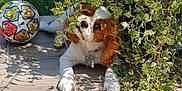 Arya a rejoint le concours — aidez-le/la à gagner de superbes lots ! dog, puppy, plant, bush, leaf, soccer_ball, apple, outdoor, sunlight, patio, tile_floor, grass, playful, pet, animal, nature, cute, curious, collar, shadow