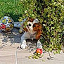 dog, puppy, plant, bush, leaf, soccer_ball, apple, outdoor, sunlight, patio, tile_floor, grass, playful, pet, animal, nature, cute, curious, collar, shadow