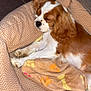 Arya a rejoint le concours — aidez-le/la à gagner de superbes lots ! animal, blanket, brown, cavalier_king_charles_spaniel, cozy, curled_up, cute, dog, dog_bed, ears, floor, fur, indoor, paw_prints, pet, resting, sleeping, snout, tile, white