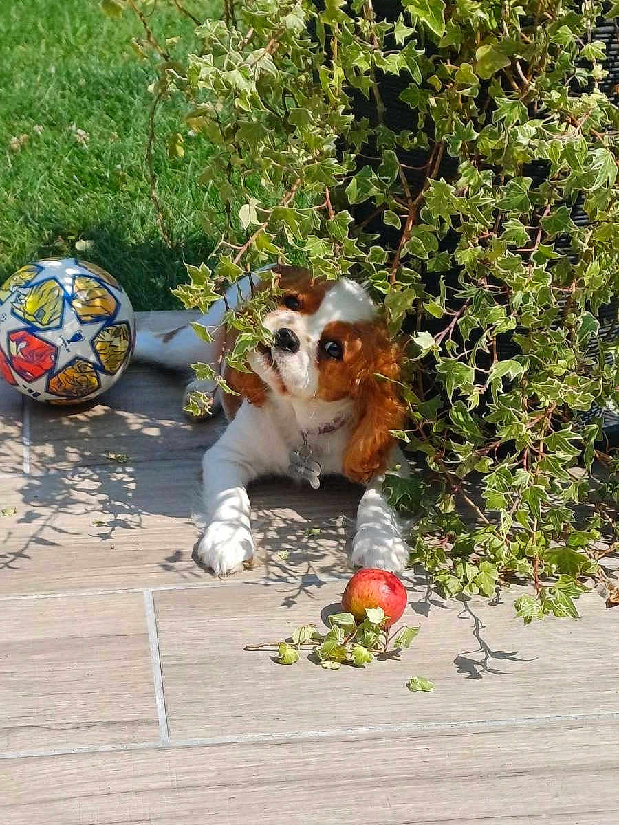 Arya a rejoint le concours — aidez-le/la à gagner de superbes lots ! dog, puppy, plant, bush, leaf, soccer_ball, apple, outdoor, sunlight, patio, tile_floor, grass, playful, pet, animal, nature, cute, curious, collar, shadow
