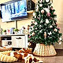 Arya a rejoint le concours — aidez-le/la à gagner de superbes lots ! basket, christmas, christmas_tree, cozy, decorations, dog, floor_tiles, furniture, greenery, holiday, home_decor, indoor, living_room, ornaments, pet, pine_tree, plush_bed, relaxing, television, wooden_cabinet