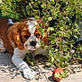 Arya participe au concours pour gagner de l'argent avec cette photo : puppy, dog, leafy_plant, greenery, fruit, outdoor, sunlight, curious, nature, pet, animal, wooden_floor, shadow, brown_and_white, young_dog, playful, garden, close_up, adorable, canine