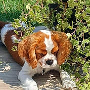 Arya participe au concours pour gagner de l'argent avec cette photo : puppy, dog, brown_and_white, leafy_plant, greenery, sunlight, shadow, tiled_floor, outdoor, pet, cute, relaxed, young_dog, fur, animal, nature, small_dog, adorable, curious, resting